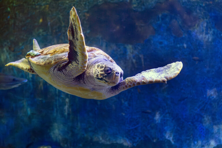 Tartaruga Caretta caretta